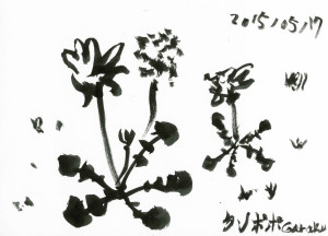「たんぽぽ」