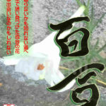 デザイン書道：作品008「百合」